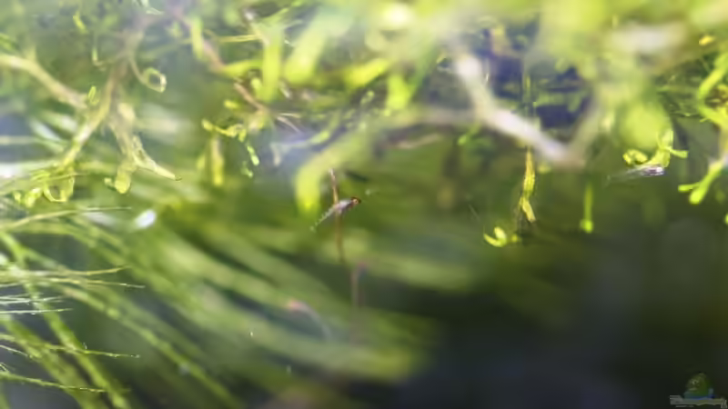 18/06/2014 Nuevos alevines von lomarraco (69)