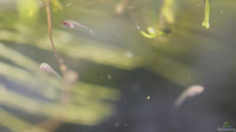 18/06/2014 Nuevos alevines von lomarraco (73)