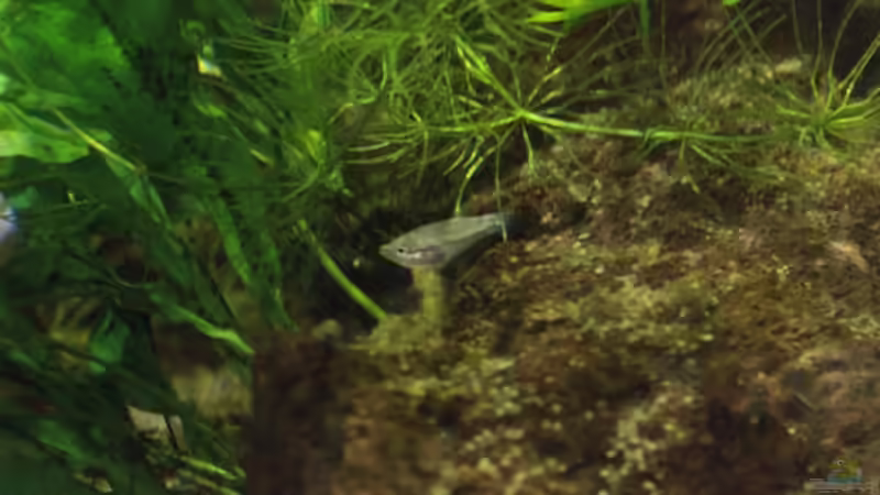 18/06/2014 Supervivientes de las primeras puestas von lomarraco (70)