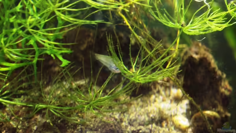 18/06/2014 Supervivientes de las primeras puestas von lomarraco (71)