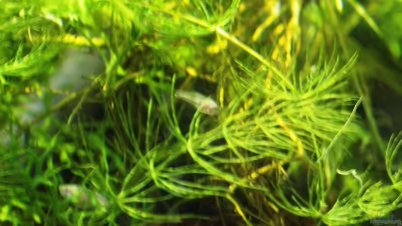 18/06/2014 Supervivientes de las primeras puestas von lomarraco (72)