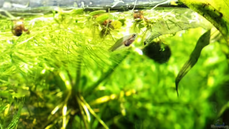 18/06/2014 Supervivientes de las primeras puestas von lomarraco (74)