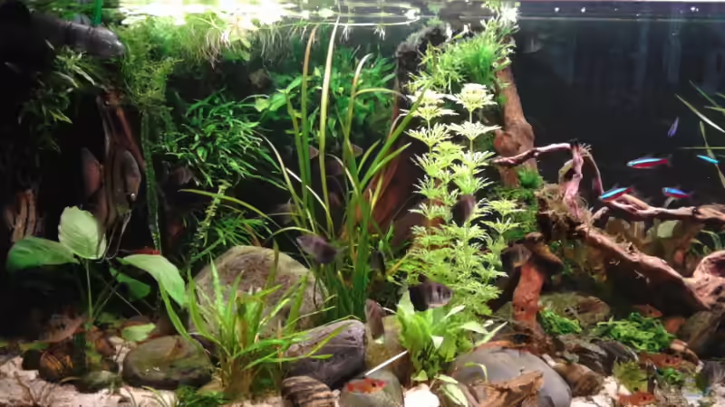 18.06.2016 ganz links von Grünhexe (112)