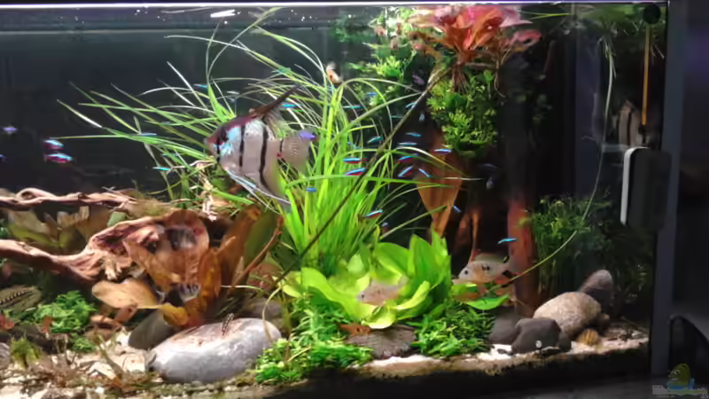 18.06.2016 rechte Seite von Grünhexe (111)