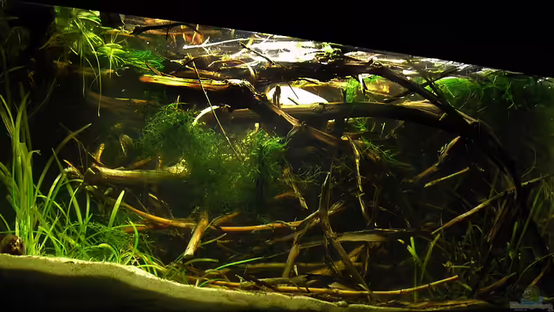 18-07-10 von Mario74 (1)