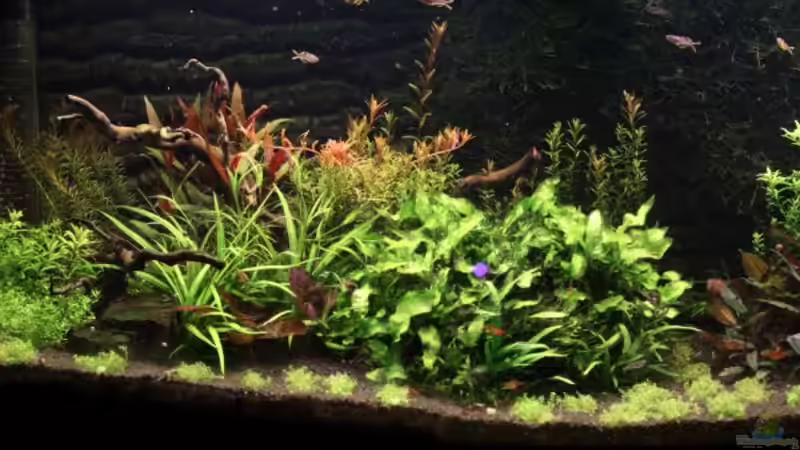 18.07.2009 von Dani B (15)