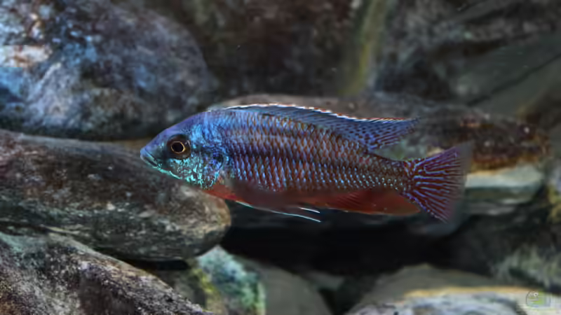 18.07.2013 von Marco O. (38)