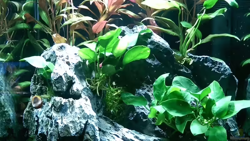 18.07.2015 von dima1969 (5)