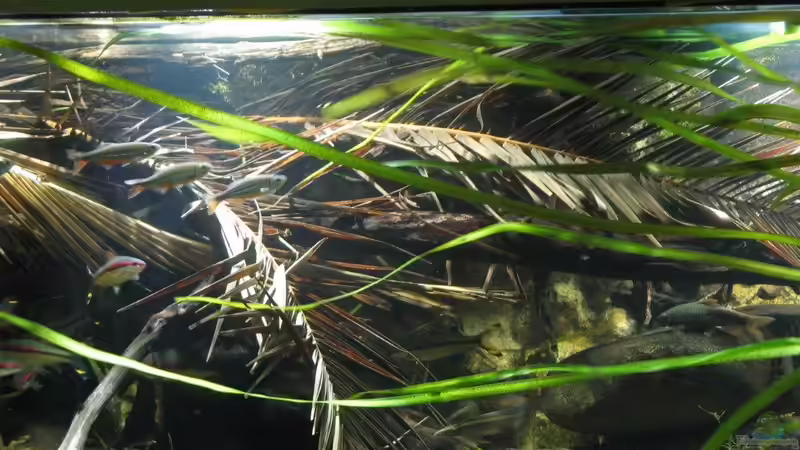 18.07.2017 von der Theoretiker (13)