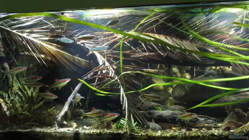 18.07.2017 von der Theoretiker (14)