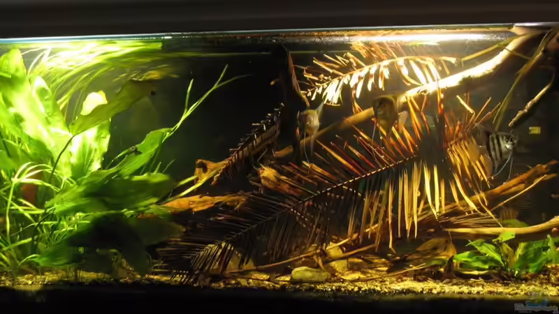 18.07.2017 von der Theoretiker (8)