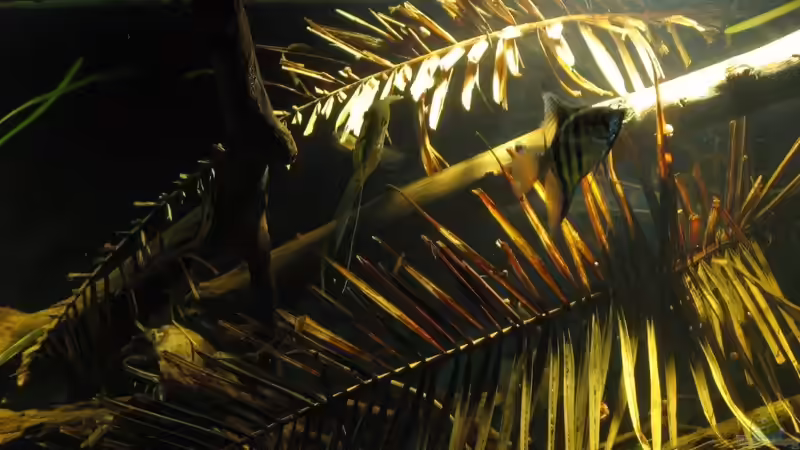 18.07.2017 von der Theoretiker (9)