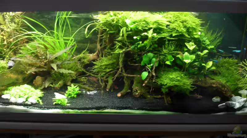 18.08.2014 von Grünhexe (101)