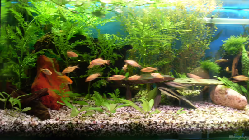 18.08.2014 von Stefano83 (7)