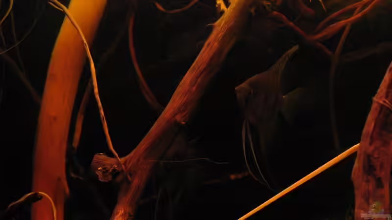 18.08.2015 von der Theoretiker (54)