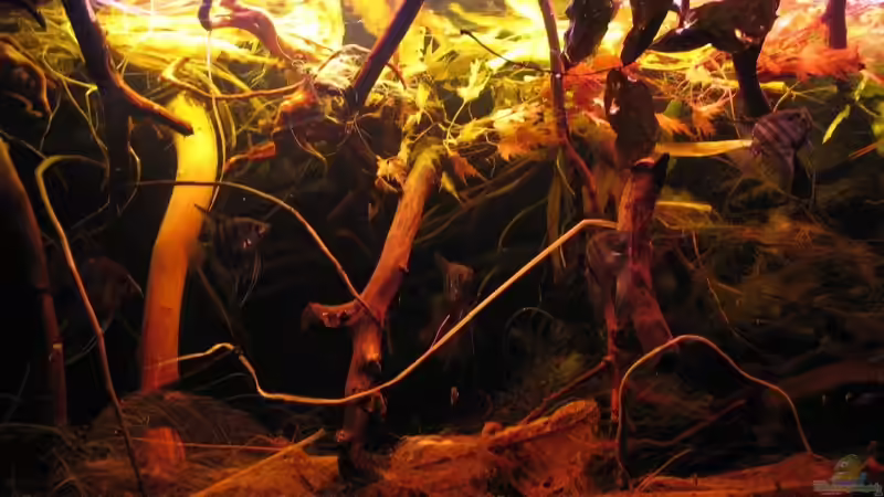 18.08.2015 von der Theoretiker (55)