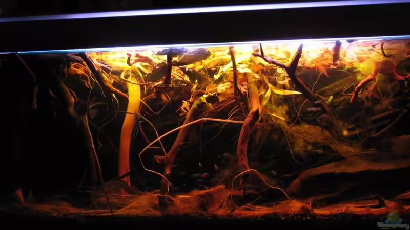 18.08.2015 von der Theoretiker (8)