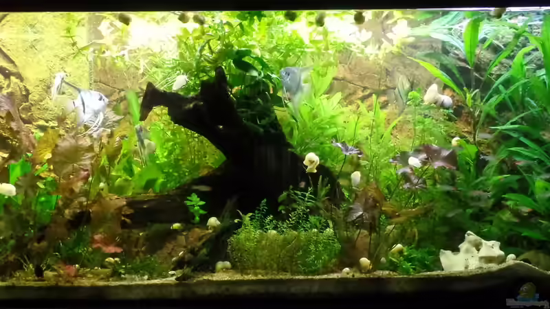 18.09.2014 von raubsau (2)