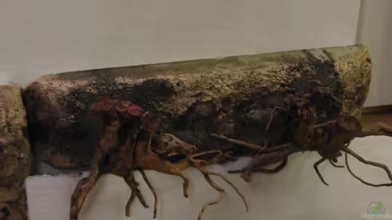 18.09.2015 2. Teil Rückwandmodul von der Theoretiker (25)