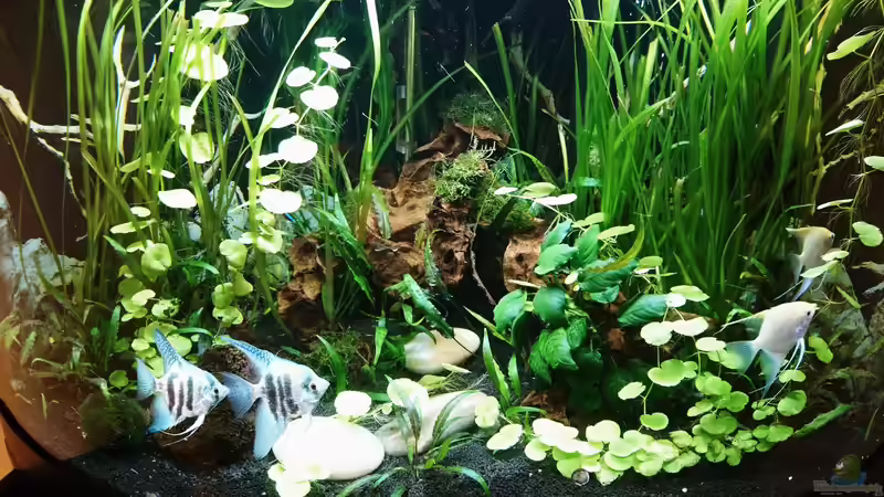 18.09.2018 Wurzel mit Javamoos umwickelt und nochmals umgestellt  von Helene (4)