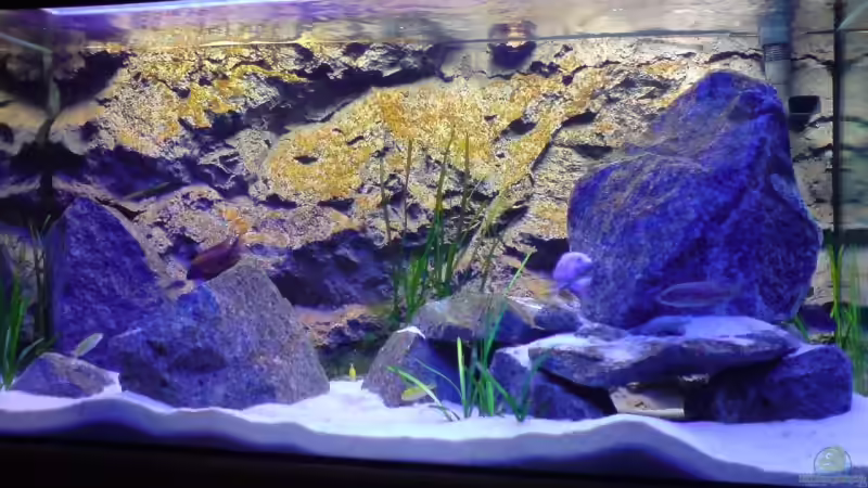 18.10.08 Die ersten ALgen sind gewachsen von Dommsel (10)