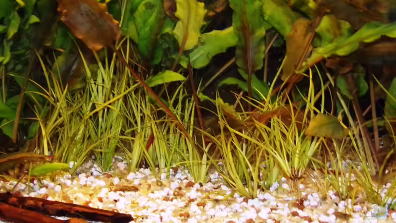 18.10.15 von Der Nicky (17)