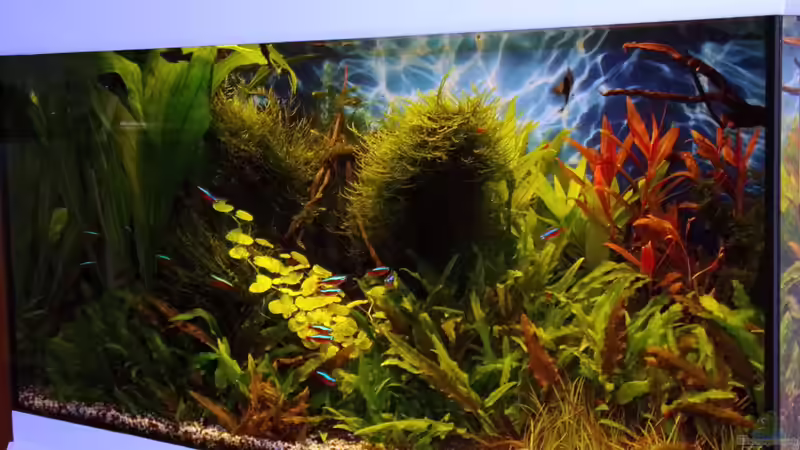 18.10.15 von Der Nicky (3)