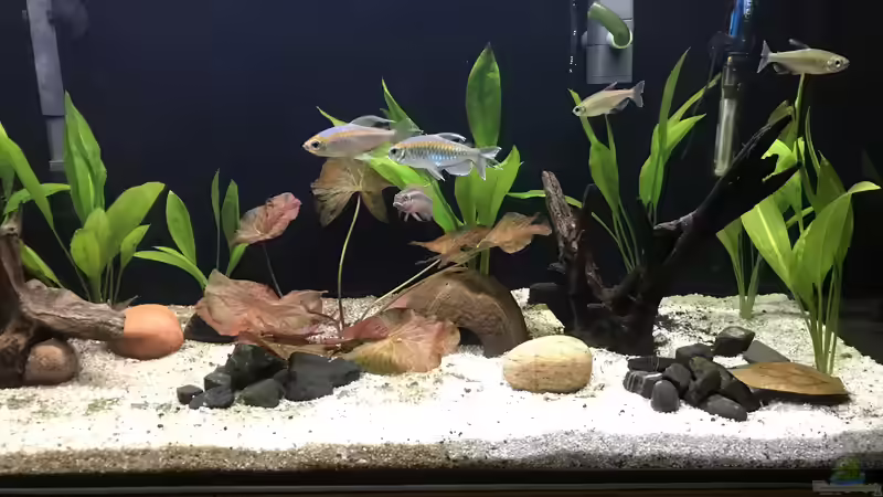 18.10.2024 die ersten „alten“ Fische sind zurück von herkla (20)