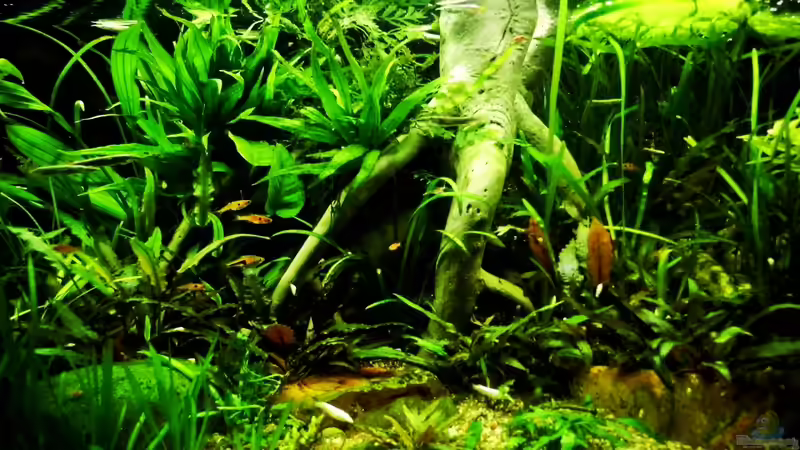 18.11.2013 von snooze (13)