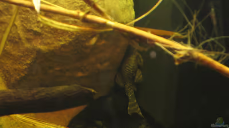 18.11.2016 Panaquolus (seltener Anblick) von der Theoretiker (49)