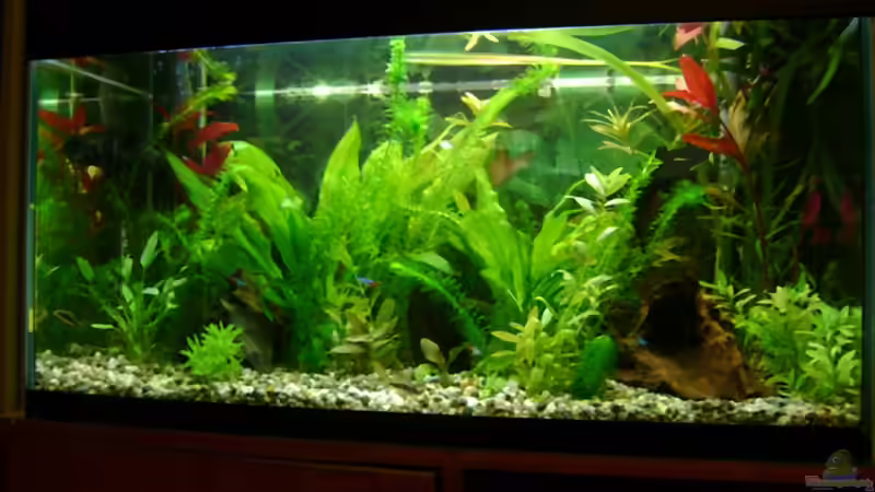 18.12.09 von Franz Wüest (8)