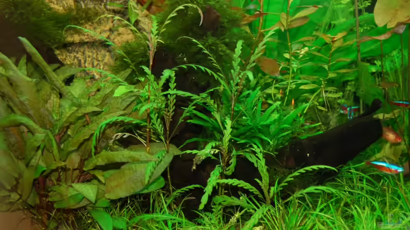 18.12.12 Fiederspaltiger Wasserfreund / Hygrophila pinnatifida von Sven Seibert (62)