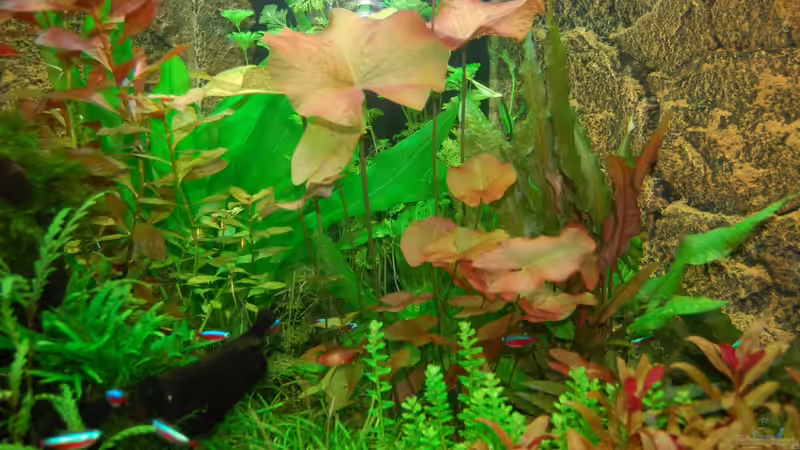 18.12.12 Nahaufnahme Mitte von Sven Seibert (43)