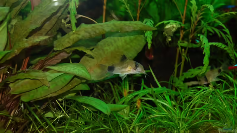 18.12.12 Panda Panzer Wels (Corydoras panda) von Sven Seibert (82)