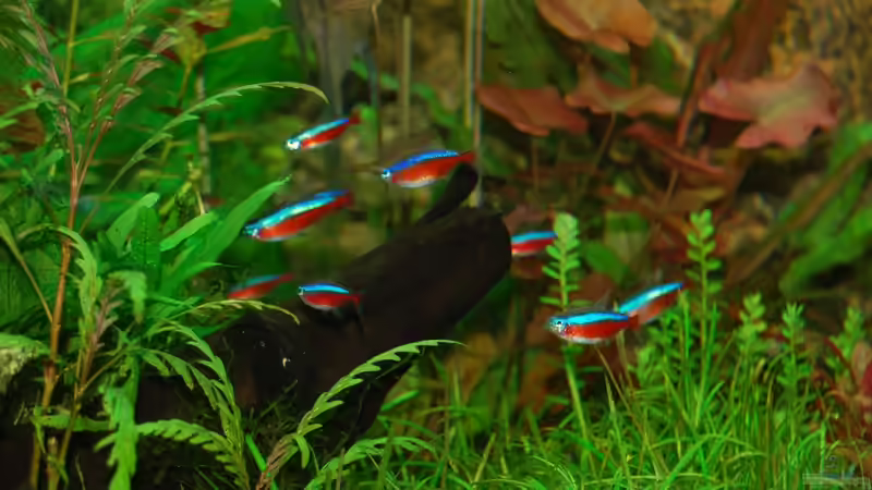 18.12.12 rote Neons beim ´schwärmen´ von Sven Seibert (81)