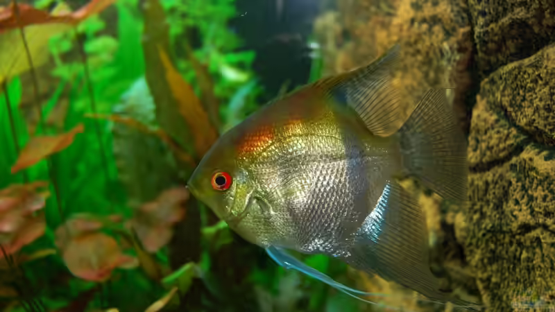 18.12.12 Unser Skalar von Sven Seibert (84)