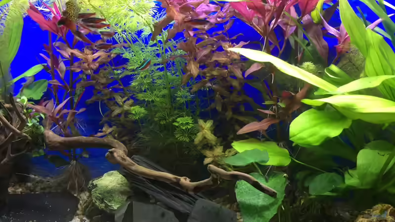 18.12.15 von .Andreas. (26)