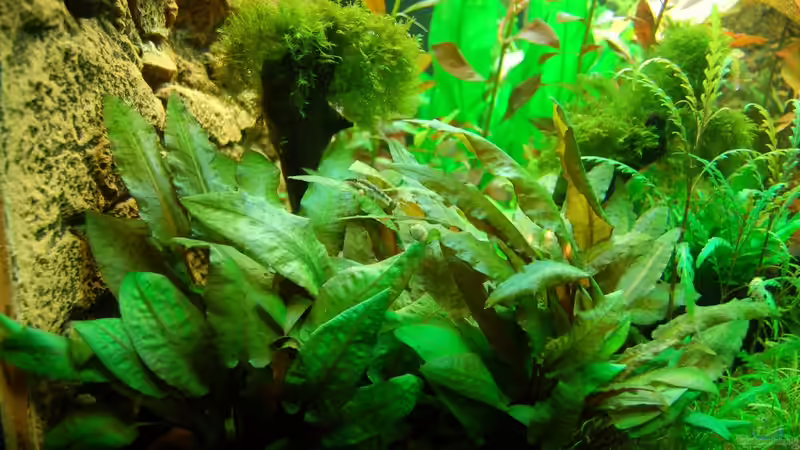 18.12.2012 Ohrgitter-Harnischwels (Otocinclus) auf Cryptocoryne wendtii TROPICA von Sven Seibert (83)