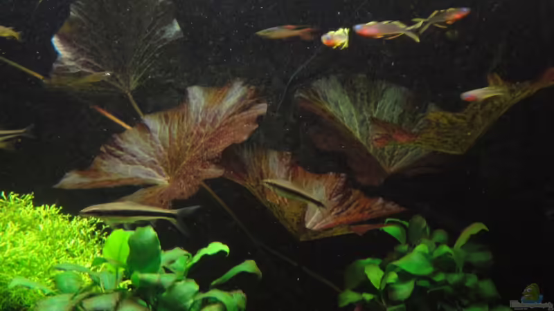 18.2.12 von Heiko Stracke (38)