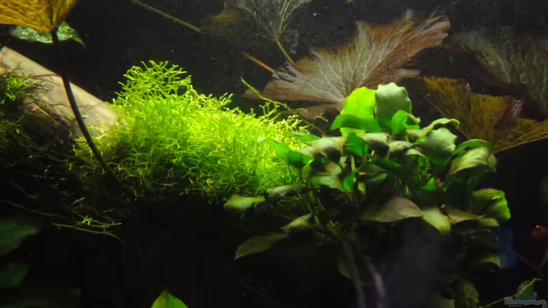 18.2.12 von Heiko Stracke (39)