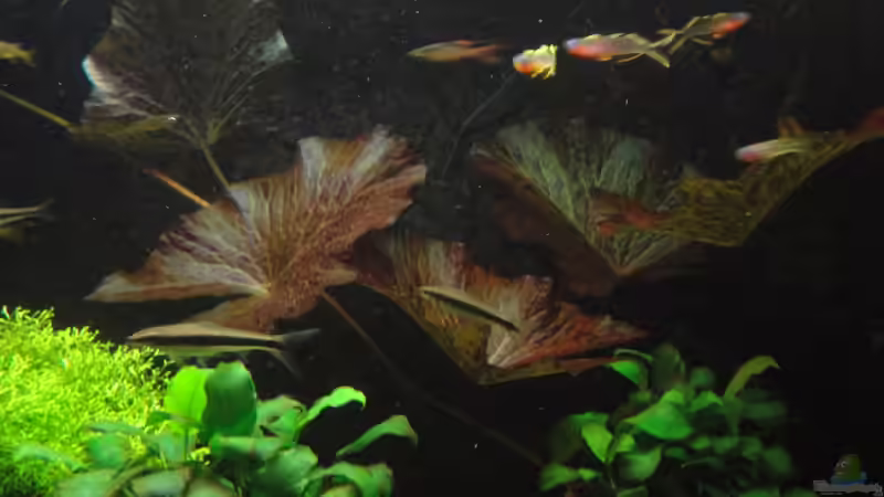 18.2.12 von Heiko Stracke (51)