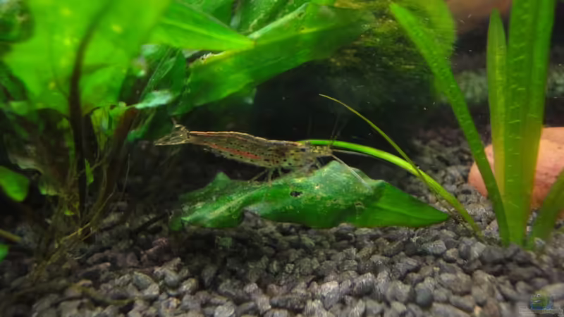 18.2.12 von Heiko Stracke (74)