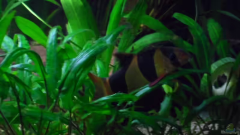 18.2.2012 von kleines becken (38)