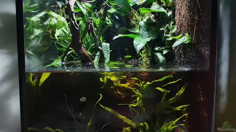 18.3.20 von Aqua fan (5)