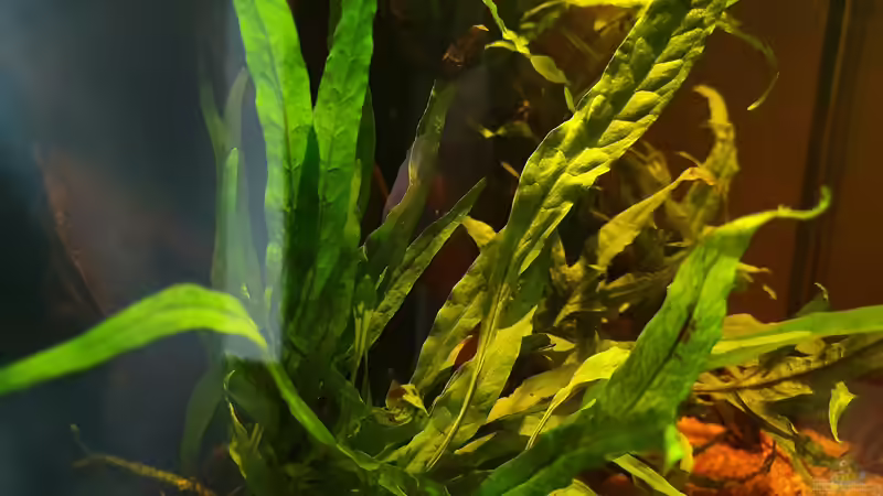 18.3.20 von Aqua fan (6)