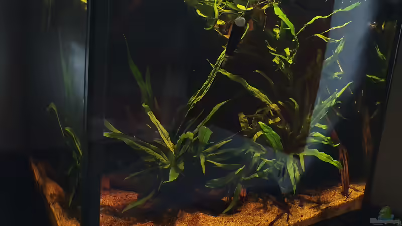 18.3.20 von Aqua fan (7)