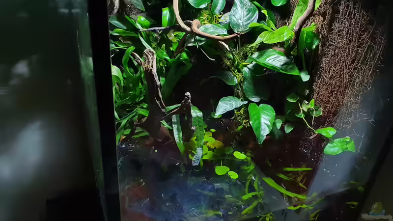 18.3.20 von Aqua fan (8)