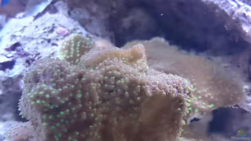 18.3.2016 von WittaMine (14)