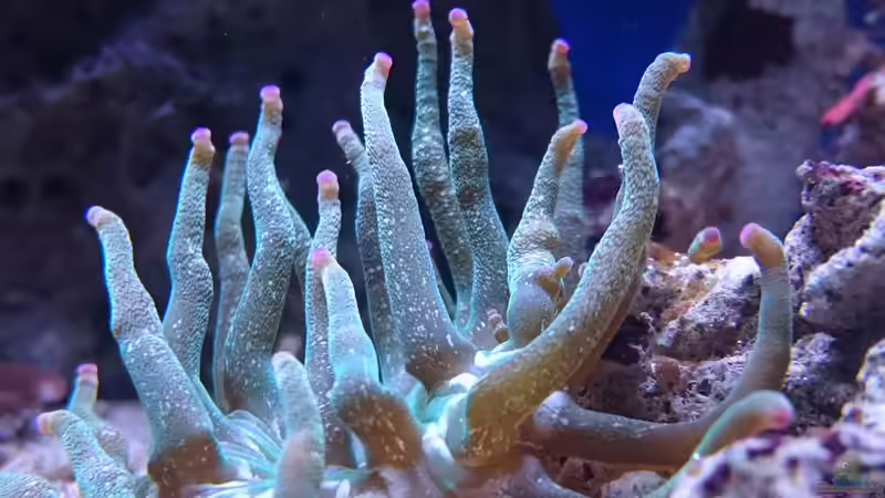 18.3.2016 von WittaMine (15)