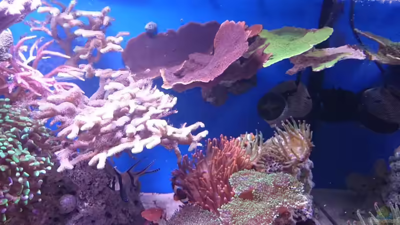 18.3.2016 von WittaMine (17)